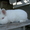 Кролики великаны, кролики декоративных и мясных пород - Изображение #4, Объявление #69426