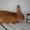 Кролики великаны, кролики декоративных и мясных пород - Изображение #5, Объявление #69426