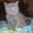 Продам котят, мать скоттиш-страйт, отец скоттиш-фолд, голубого окраса, с докумен - Изображение #1, Объявление #384740