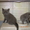 Котята Британские и Вислоухие - Изображение #2, Объявление #484875