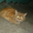 Найдена рыжая кошка / кот - Изображение #2, Объявление #544307