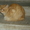 Найдена рыжая кошка / кот #544307