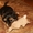 продам красивых щенков йоркширского терьера - Изображение #4, Объявление #714637
