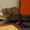 Продам котят вислоухих - Изображение #4, Объявление #1117598
