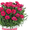 Тюльпаны к 8 марта  от производителя. - Изображение #4, Объявление #1594516