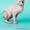 Котята породы канадсий сфинкс - Изображение #2, Объявление #436901