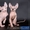 Котята породы канадсий сфинкс - Изображение #1, Объявление #436901