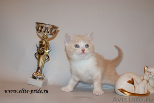 Продажа котят питмника Elite Pride - Изображение #1, Объявление #550027
