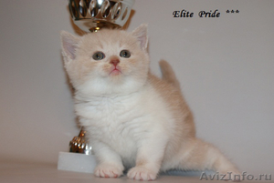 Продажа котят питмника Elite Pride - Изображение #3, Объявление #550027