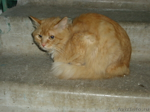 Найдена рыжая кошка / кот - Изображение #1, Объявление #544307