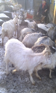 Продаю дойных коз и козликов - Изображение #1, Объявление #596339