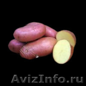 Картофель семенной посадочный сортовой - Изображение #1, Объявление #862889