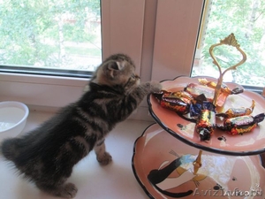 Продам котят вислоухих - Изображение #2, Объявление #1117598