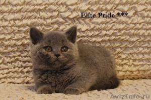 Британские элитные котята продам питомник Elite Pride - Изображение #1, Объявление #162747