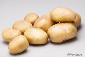 КХ «Нива» уже давно зарекомендовало себя как качественного производителя картофе - Изображение #3, Объявление #1406541