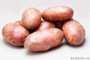 КХ «Нива» уже давно зарекомендовало себя как качественного производителя картофе - Изображение #2, Объявление #1406541